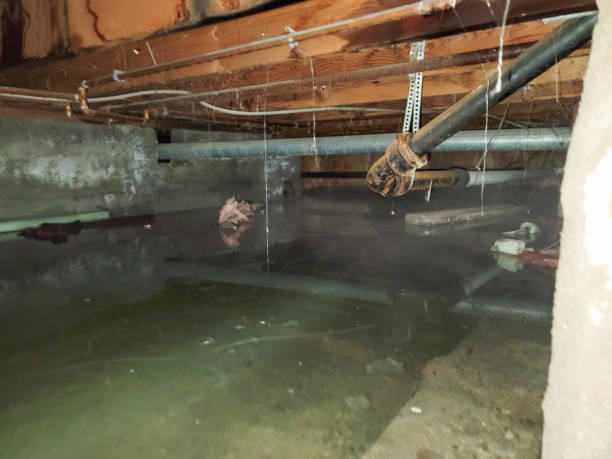 Best Flood damage cleanup  in Newton, TX